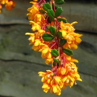 Berberis