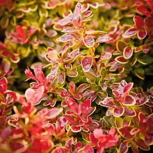 Berberis thunbergii f. atropurpurea 'Admiration' 2L - image 2