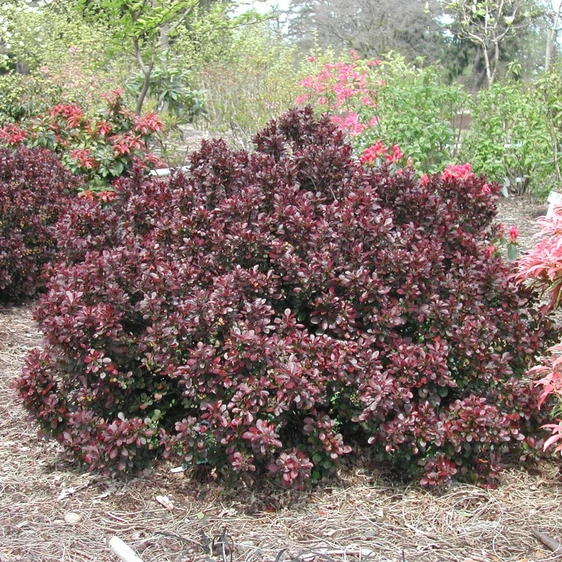 Berberis thunbergii 'Atropurpurea Nana' - image 2