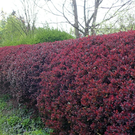 Berberis thunbergii 'Atropurpurea Nana' - image 1