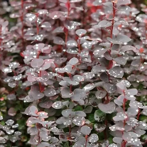 Berberis thunbergii 'Chocolate Summer'