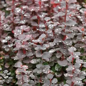 Berberis 'Chocolate Summer'