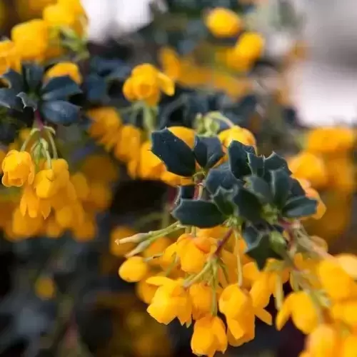 Berberis darwinii