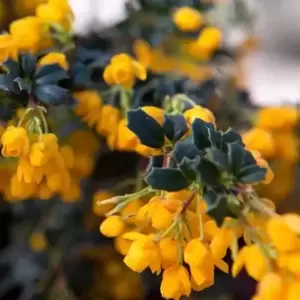 Berberis darwinii