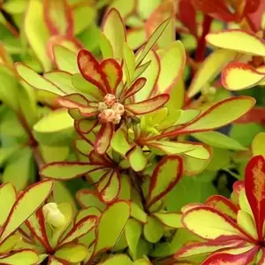 Berberis thunbergii 'Diabolicum'