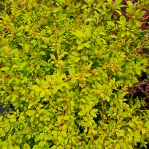 Berberis thunbergii 'Golden Dream'