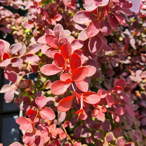 Berberis thunbergii 'Golden Ring'