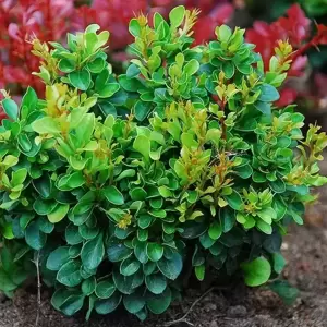 Berberis thunbergii 'Kobold'