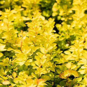 Berberis thunbergii 'Maria'