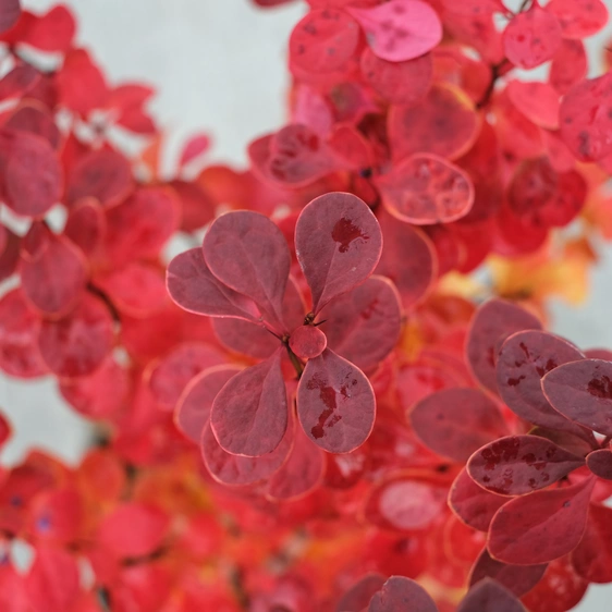 Berberis thunbergii 'Neon'