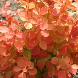 Berberis thunbergii 'Orange Ice' - image 2