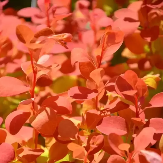 Berberis thunbergii 'Orange Ice' - image 1