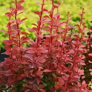 Berberis thunbergii 'Orange Rocket' 3L - image 1