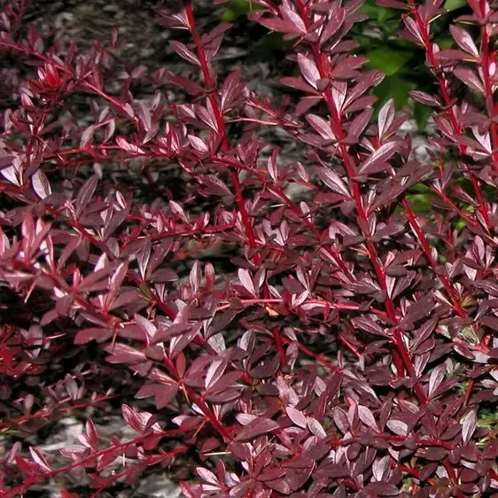 Berberis thunbergii f. atropurpurea 'Red Chief'
