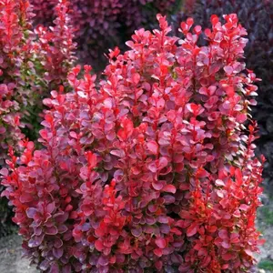 Berberis thunbergii 'Red Tower' - image 2