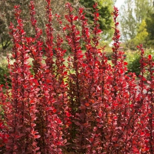 Berberis thunbergii 'Red Tower' - image 1