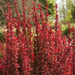 Berberis thunbergii 'Red Tower' - image 1