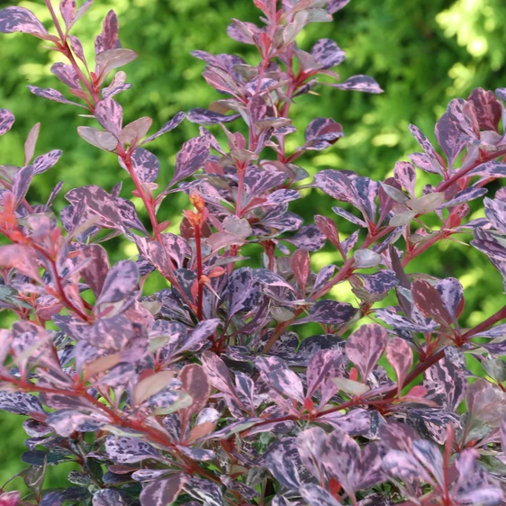 Berberis thunbergii f.atropurpurea 'Rose Glow'