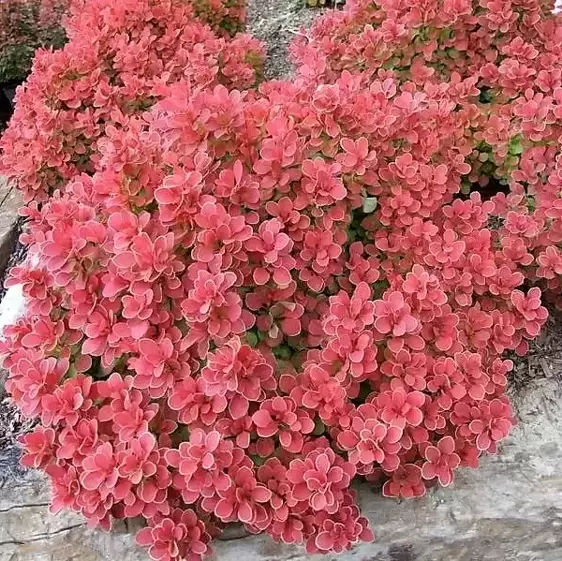 Berberis thunbergii 'Ruby Star' 2L - image 1