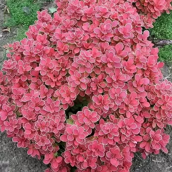 Berberis thunbergii 'Ruby Star' 2L - image 2