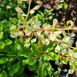 Berberis thunbergii 'Starburst'