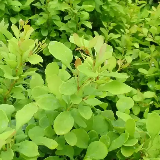 Berberis thunbergii 'Tiny Gold' - image 2