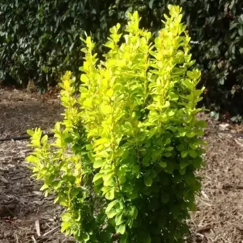 Berberis thunbergii 'Yellow Tower' - image 2
