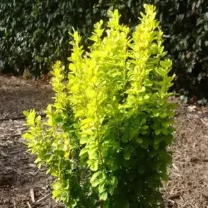 Berberis thunbergii 'Yellow Tower' - image 2