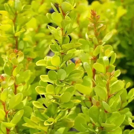 Berberis thunbergii 'Yellow Tower' - image 1