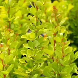 Berberis thunbergii 'Yellow Tower' - image 1