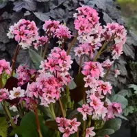 Bergenia