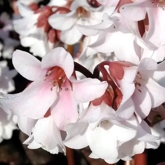 Bergenia 'Apple Blossom' - image 1