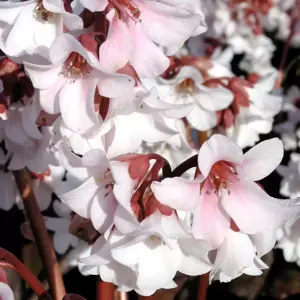 Bergenia 'Apple Blossom' - image 2