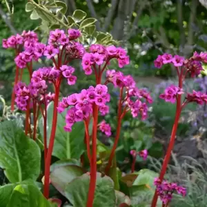 Bergenia 'Autumn Magic' 1L