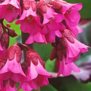 Picture Credit - Bressingham Gardens