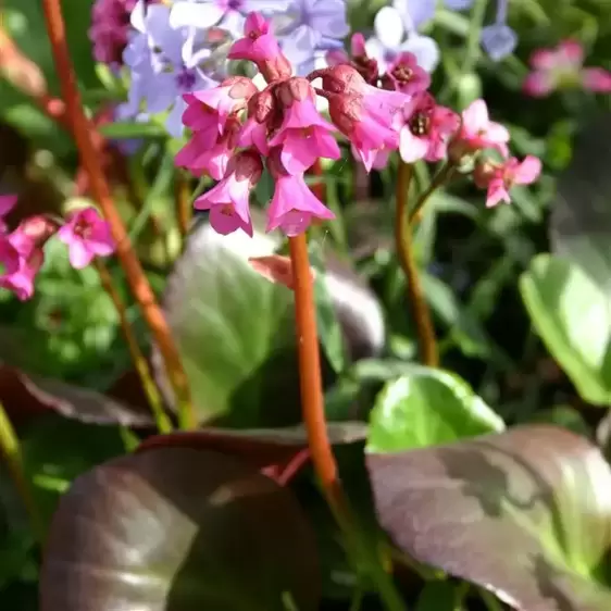 Bergenia 'Eroica' 1L