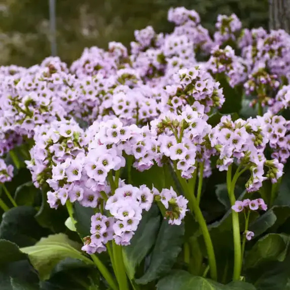 Bergenia 'Fairytale Romance' - image 1
