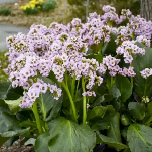 Bergenia 'Fairytale Romance' - image 2