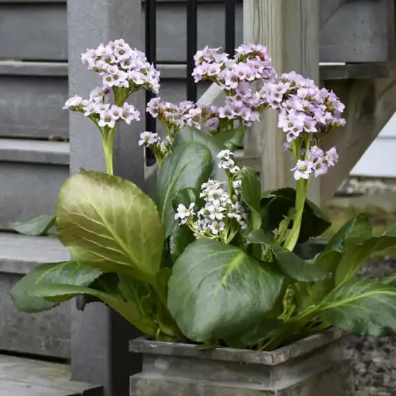 Bergenia 'Fairytale Romance' - image 3