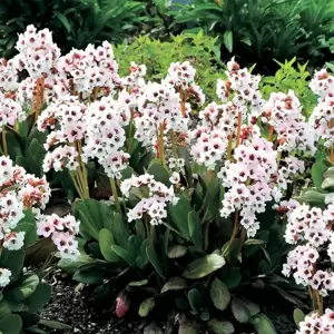 Bergenia 'Fire And Ice' 3L
