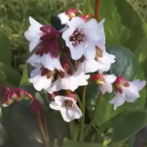 Bergenia 'Harzkristall' 1L