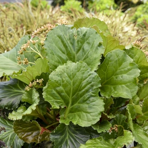 Bergenia 'Ripple Effect' - image 2