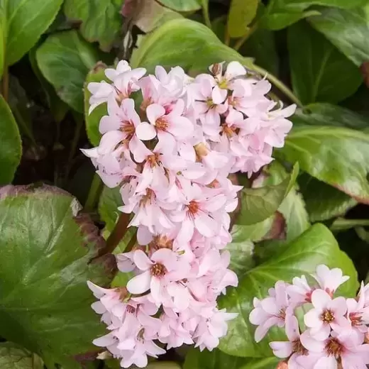 Bergenia 'Rosi Klose' 3L