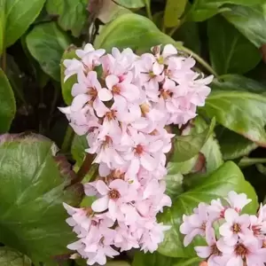 Bergenia 'Rosi Klose' 3L