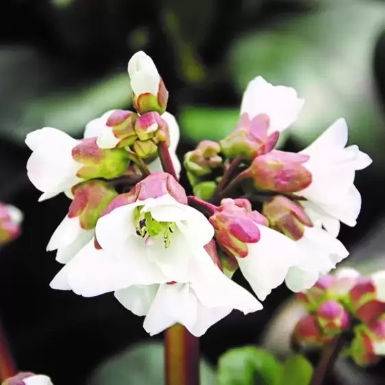 Bergenia 'Snow Crystal' 1L - image 2