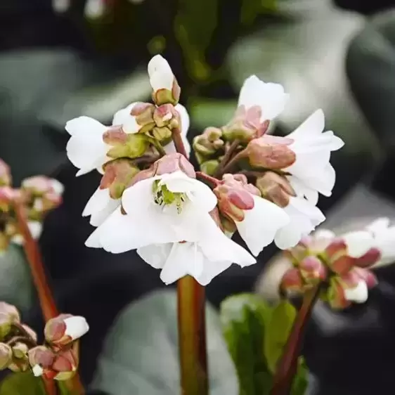 Bergenia 'Snow Crystal' 1L - image 1