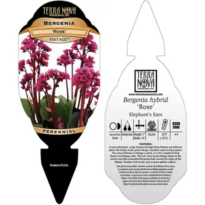 Bergenia 'Vintage Rose’ - image 5