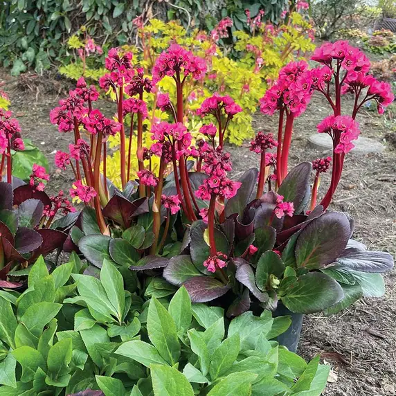 Bergenia 'Vintage Rose' - image 1