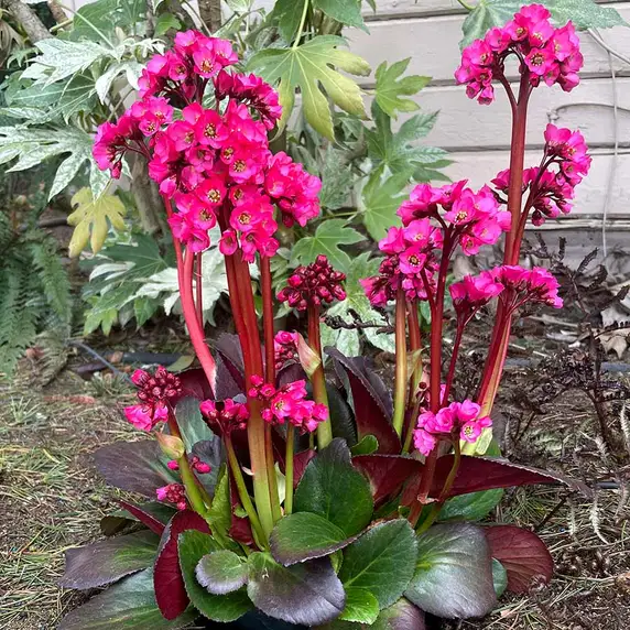 Bergenia 'Vintage Rose' - image 2