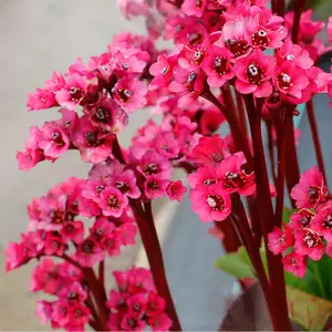 Bergenia 'Vintage Rose' - image 3
